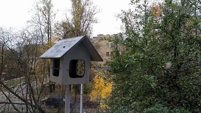 В Петербурге пошёл первый снег смотреть онлайн