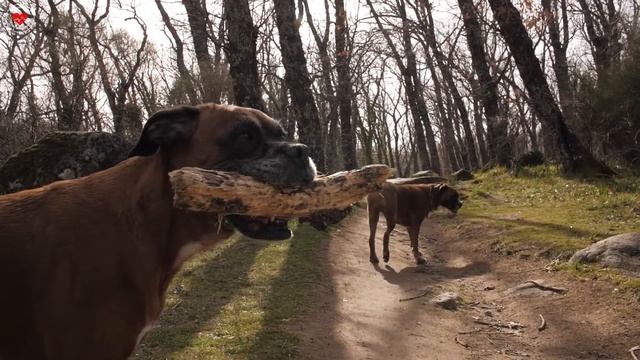 ВЫБОР СОБАКИ. КАКАЯ ПОРОДА ЛУЧШЕ ПОДОЙДЁТ ИМЕННО ВАМ. смотреть онлайн