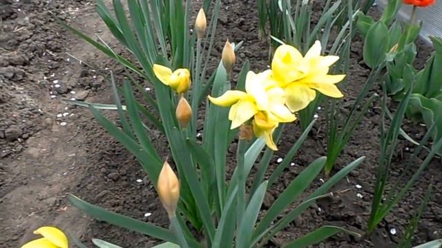 Нарцисс. Особенности посадки и ухода. смотреть онлайн