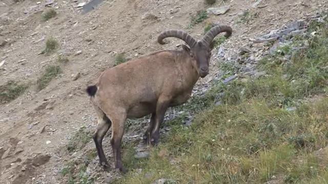 Bezen09 011845 1 смотреть онлайн