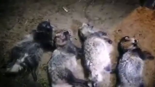 Нападение стаи енотовидных собак смотреть онлайн