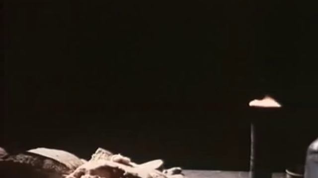 Белая птица с черной отметиной смотреть онлайн