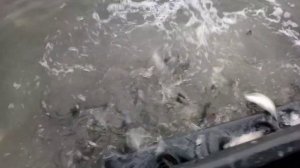 Купить малька форели легко и просто! Доставка малька форели!