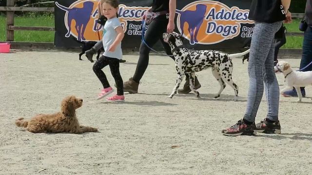 Lucky - Cavapoo Puppy - 2 Weeks Residential Dog Training смотреть онлайн