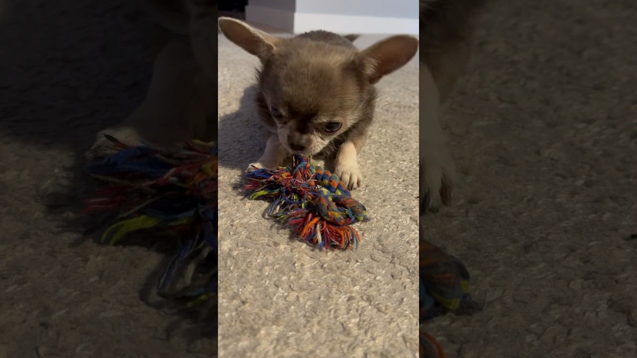 Ушастая собака чихуахуа #собака #чихуахуа смотреть онлайн