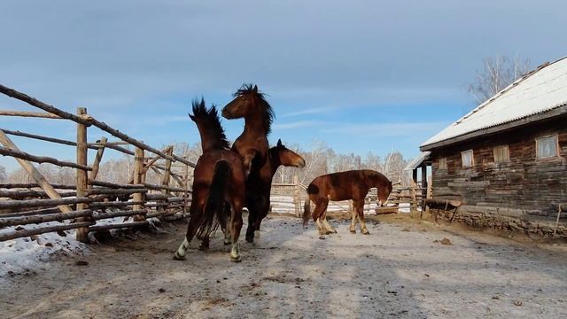 Жеребцы тяжеловозы 2,5 года. проданы смотреть онлайн