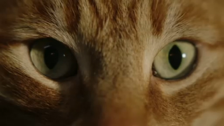 Michael Canitrot - Sucker For Your Love 2016 смотреть онлайн