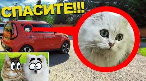 КОШЕЧКА ВАСИЛИСА ПРОПАЛА!!! ОБЪЯВЛЕН РОЗЫСК!!!