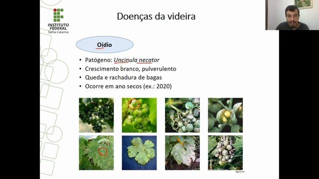 Doenças da Videira: Oídio смотреть онлайн