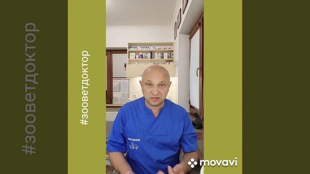У моей собаки болит голова, моя собака чешет затылок #ушаковдмитрий #zoovetdoctor смотреть онлайн