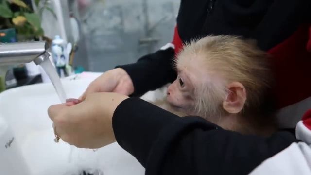 Protect the mouth of a baby monkey. смотреть онлайн