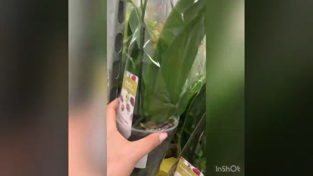 Флоревиль ???сумасшедший завоз орхидей 06.04.22 смотреть онлайн