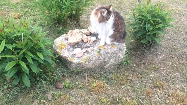 КОТ НАФАНЯ.🐈 смотреть онлайн