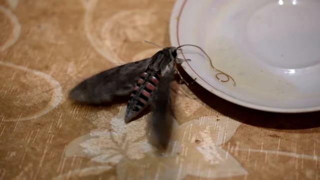 Вьюнковый бражник. Кормление смотреть онлайн