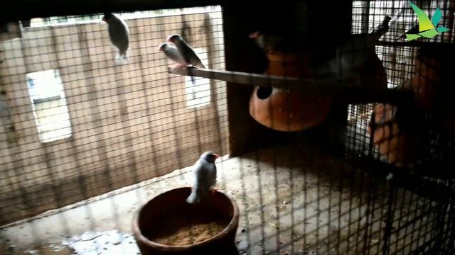 Lovebirds/Java Sparrow/Cockatiel/Dove Breeding Farm Visit||KUILA For EVER смотреть онлайн
