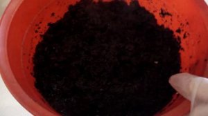 Какая земля нужна для фиалок