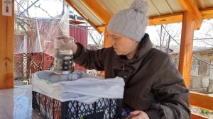 Посев томатов на россаду