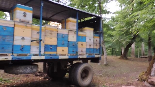 Пасека 2019 на липе в горах. смотреть онлайн