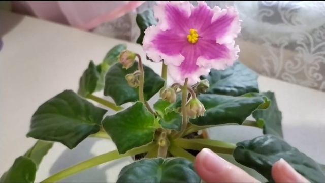 Обзор сенполии(фиалки) сорта НИЛ- ШАМАХАНСКАЯ ЦАРИЦА. смотреть онлайн