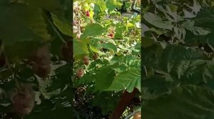 Обзор ремонтантного сорта малины Самохвал. Как лучше выращивать- на один или на два урожая