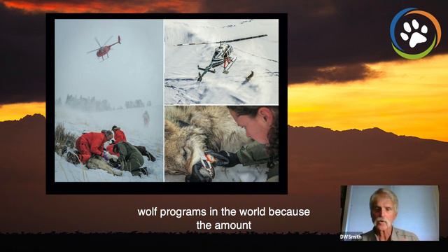 WCN Virtual Fall Expo 2020: Yellowstone National Park (Grey Wolves) смотреть онлайн