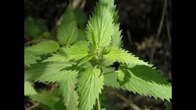 дикорастущие растения