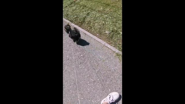 Йоркширский терьер. ВСЁ О МОЕЙ СОБАКЕ🐕💓💓💓🙈 смотреть онлайн