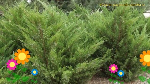 Можжевельник китайский Робуста Грин. Краткий обзор, описание juniperus chinensis Robusta Green смотреть онлайн