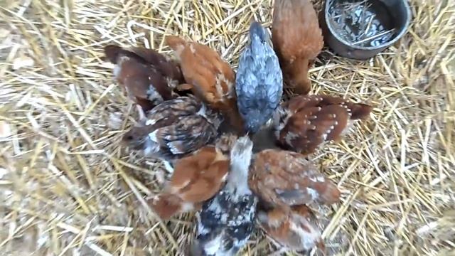 Samsung ST200F Camera 720p 30fps Test Video