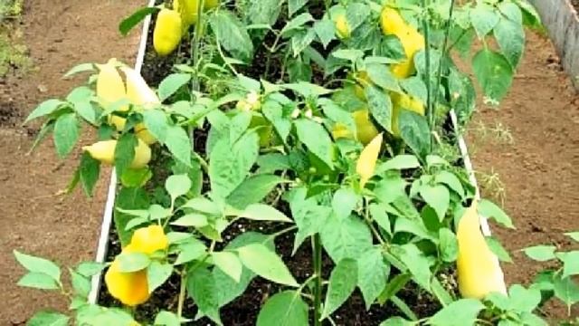 Бордюры для грядок и клумб. Виды садовых бордюров. Их достоинства и недостатки. смотреть онлайн