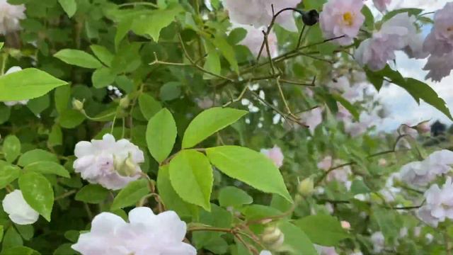 Pauls Himalayan Musk Rambler, einfach fulminant 💕 смотреть онлайн