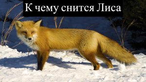 К чему снится ЛИСА или видеть во сне ЛИСУ | Толкование снов | Сонник Sk1.online