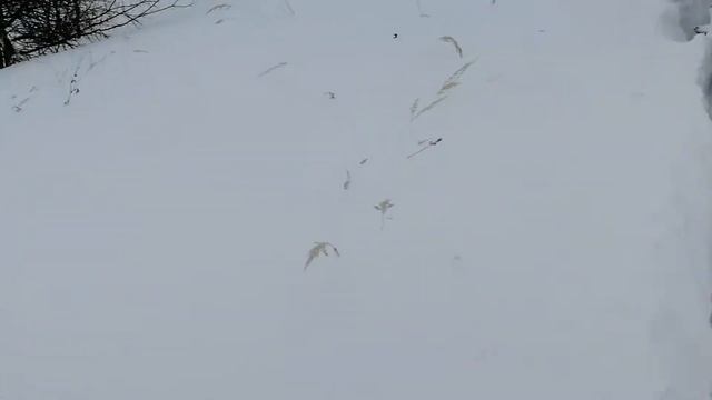 Snowbike. Honda crf450. Овраг. Нижегородская область. смотреть онлайн