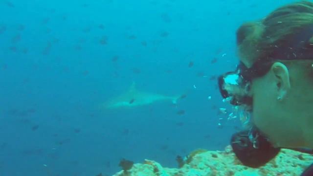 Shark diving @ Madivaru corner with PDH Maldives смотреть онлайн