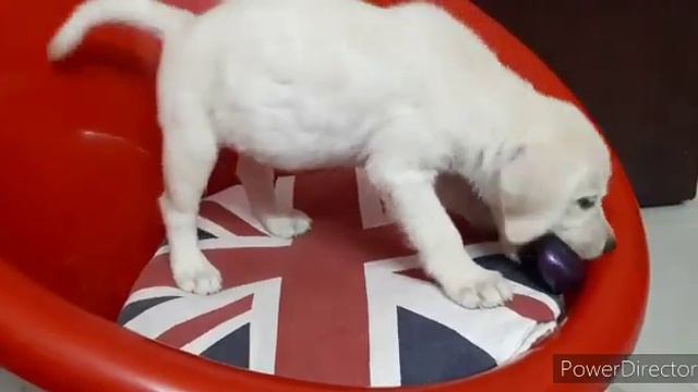 cute Labrador dog #felix #kid #pets #love #cuddle смотреть онлайн