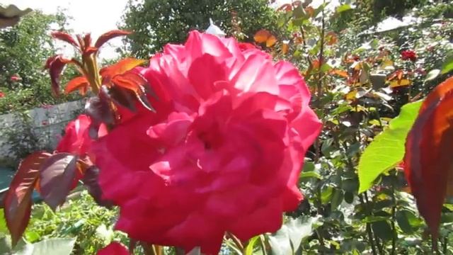 Мой Розовый Сад 2019г. «Штернталер» и «Мидсаммер» -Осень 2019г.