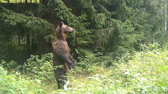 Молодой самец бурого медведя делает стойку на задних лапах смотреть онлайн