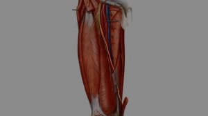 Топографическая анатомия бедренного нерва