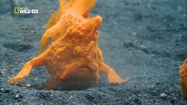 Nat Geo Wild HD - самое странное место в океане