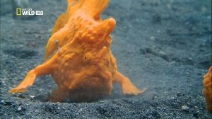 Nat Geo Wild HD - самое странное место в океане