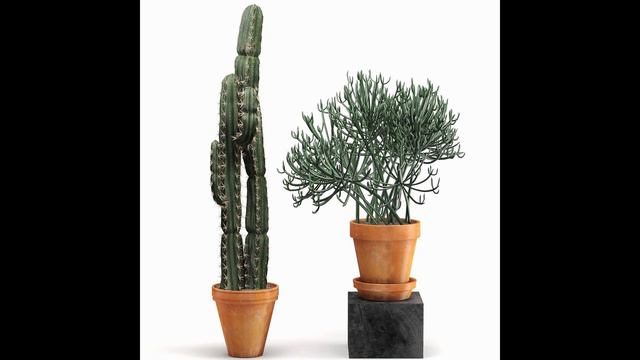 Intorduce Product-Indoor Plants Cactus In Clay Pot Set 04 смотреть онлайн