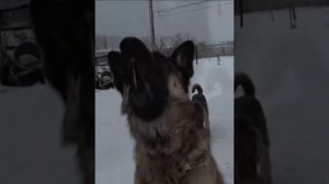 Эдит с НЕМЕЦКАЯ ОВЧАРКА