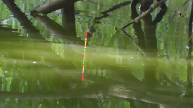 Поклёвка на поплавок, на озере, карась. Fishing озеро Карасун город Краснодар Рыбалка- как вижу её Я смотреть онлайн