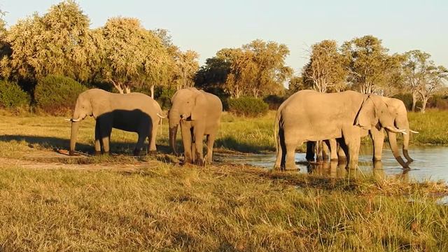 Elephants drinking in Botswana II смотреть онлайн