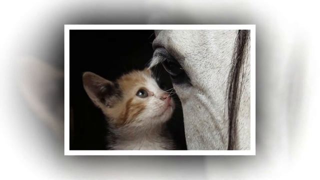 Кот и лошадь лучшие друзья смотреть онлайн