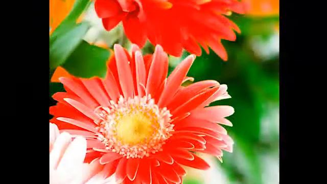 Get to Know Gerbera Daisy - Sun-Loving Plants смотреть онлайн