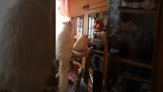 Котята из Нижнего Тагила 4. "Семен Семеныч...!" Сериал "3 уха" смотреть онлайн