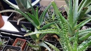 Виды алоэ, как размножить алоэ, грунт для алоэ