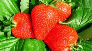 Самая сладкая и высокоурожайная клубника. Лучшие 10 сортов клубники