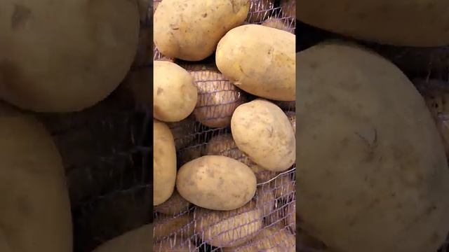 Картофель Джувел Брянск опт от 20тонн смотреть онлайн